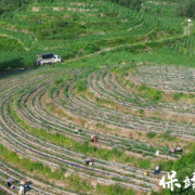 保靖县清水坪镇腊洞村:土地流转绘就产业新图景,多元种植谱写富民新篇章