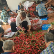 保靖县碗米坡镇:小辣椒种出“红火路”以产业振兴激活集体经济“新动能”