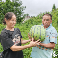 保靖县阳朝乡:“西瓜经济”铺就甜蜜致富路