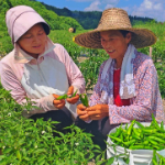 保靖县碗米坡镇:白云深处椒香漫,土家村寨日子红