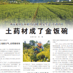 人民日报看湖南丨土药材成了金饭碗(家乡的山水能生金)