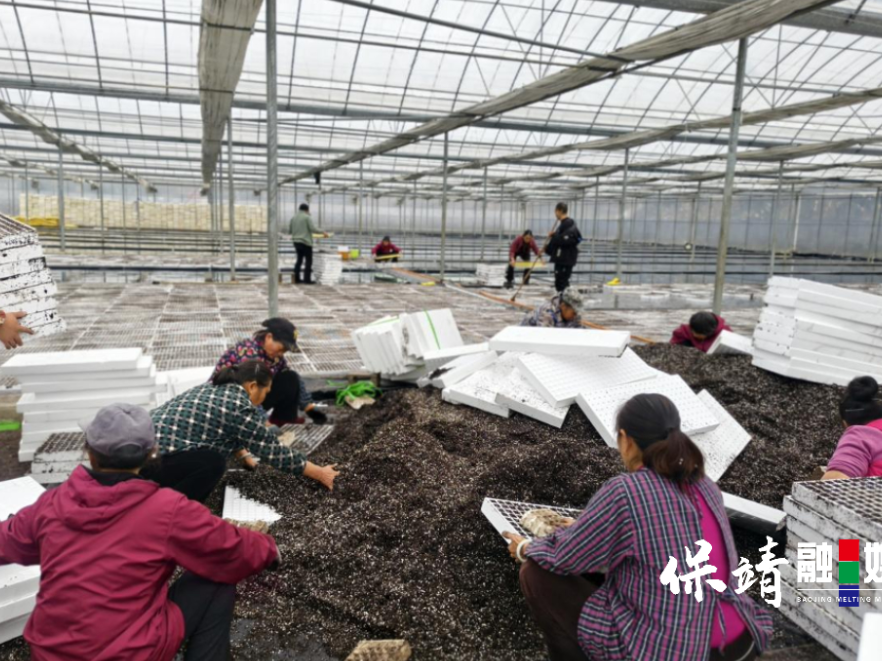 保靖县清水坪镇：抢抓农时育苗忙 蓄势待发蕴丰收