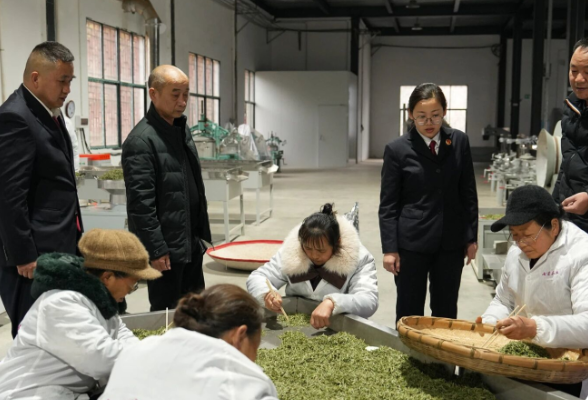 保靖县政企同心护航春茶生产