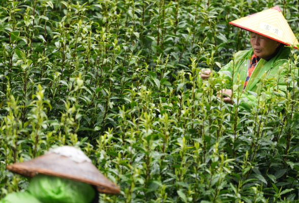 酉水潮涌党旗红·驻村一线看振兴｜春醒茶山 15.8万亩保靖黄金茶迎“头采”