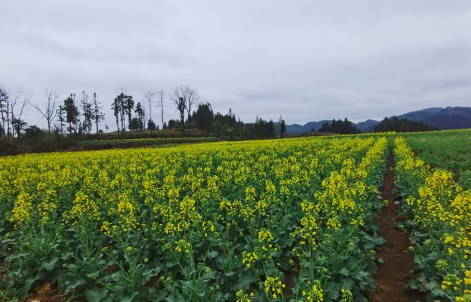 保靖县水田河镇：油菜铺金绘新景 产业赋能乡村兴