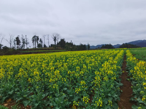 保靖县水田河镇：油菜铺金绘新景 产业赋能乡村兴