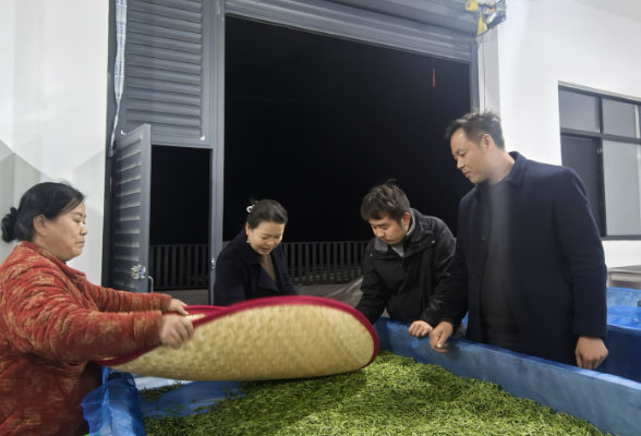 深夜守“鲜”护品质 茶旅融合促振兴  ——保靖县吕洞山镇做实做细春茶生产服务工作