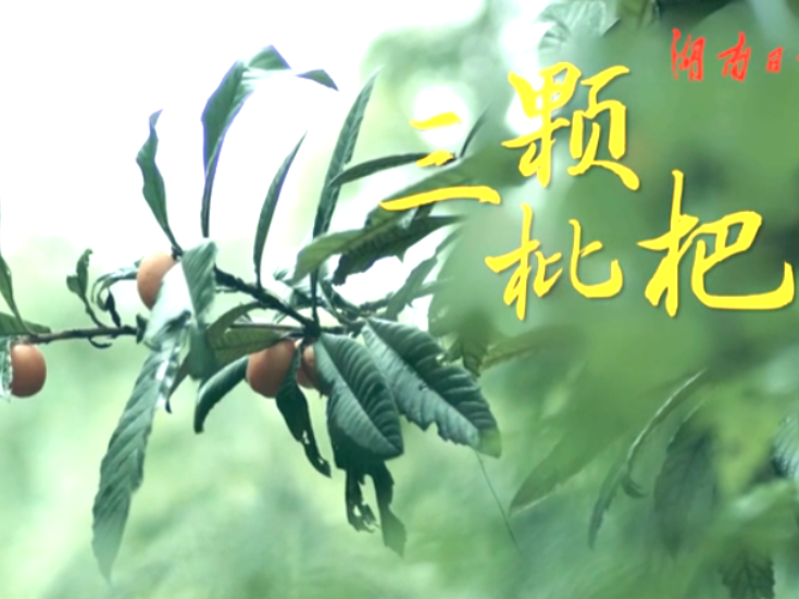 新闻微电影｜《三颗枇杷》