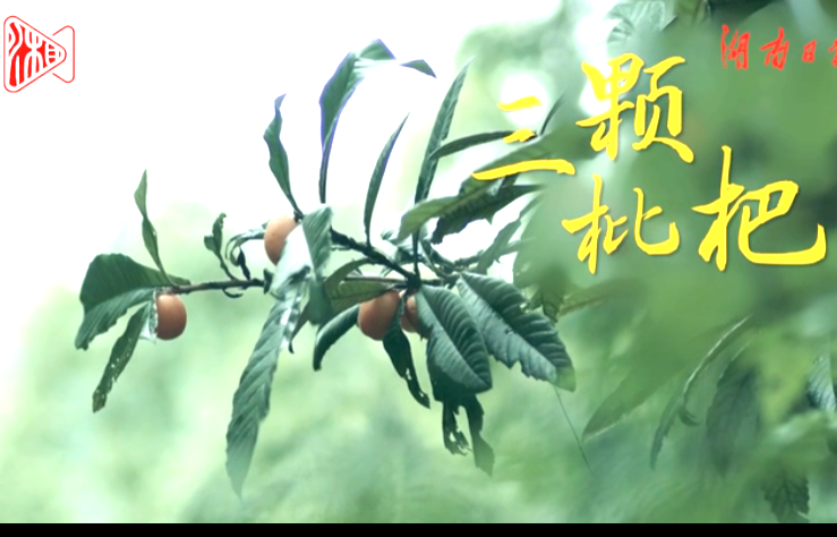 新闻微电影｜《三颗枇杷》