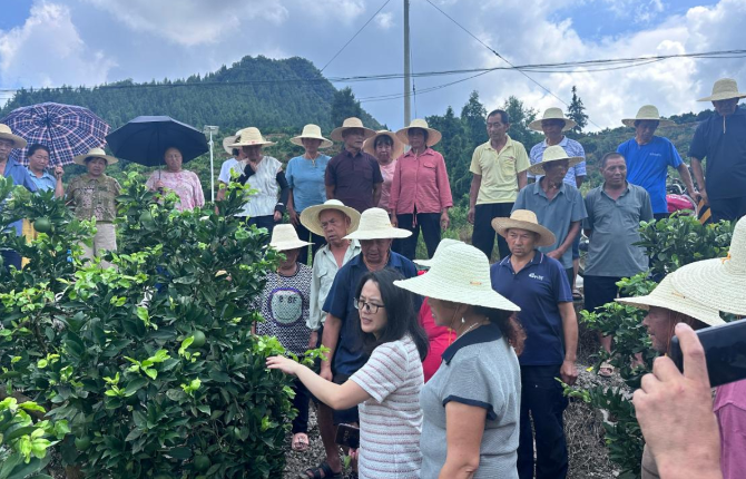 保靖县开展系统化柑橘管护培训 激活产业内生动力