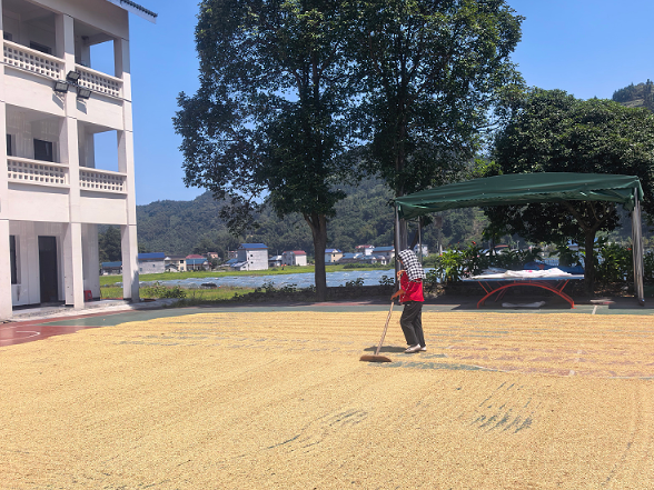 阵地活用助秋收 晒谷场上暖民心——甘溪村党群服务中心变身便民晒谷场