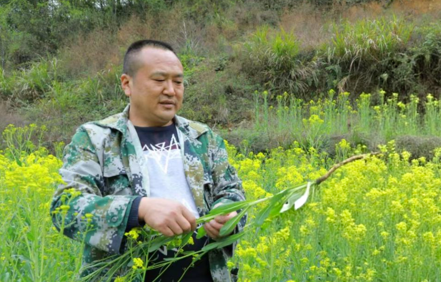 文体华：药香漫山野 履职守初心 六载耕耘铺就山乡共富路