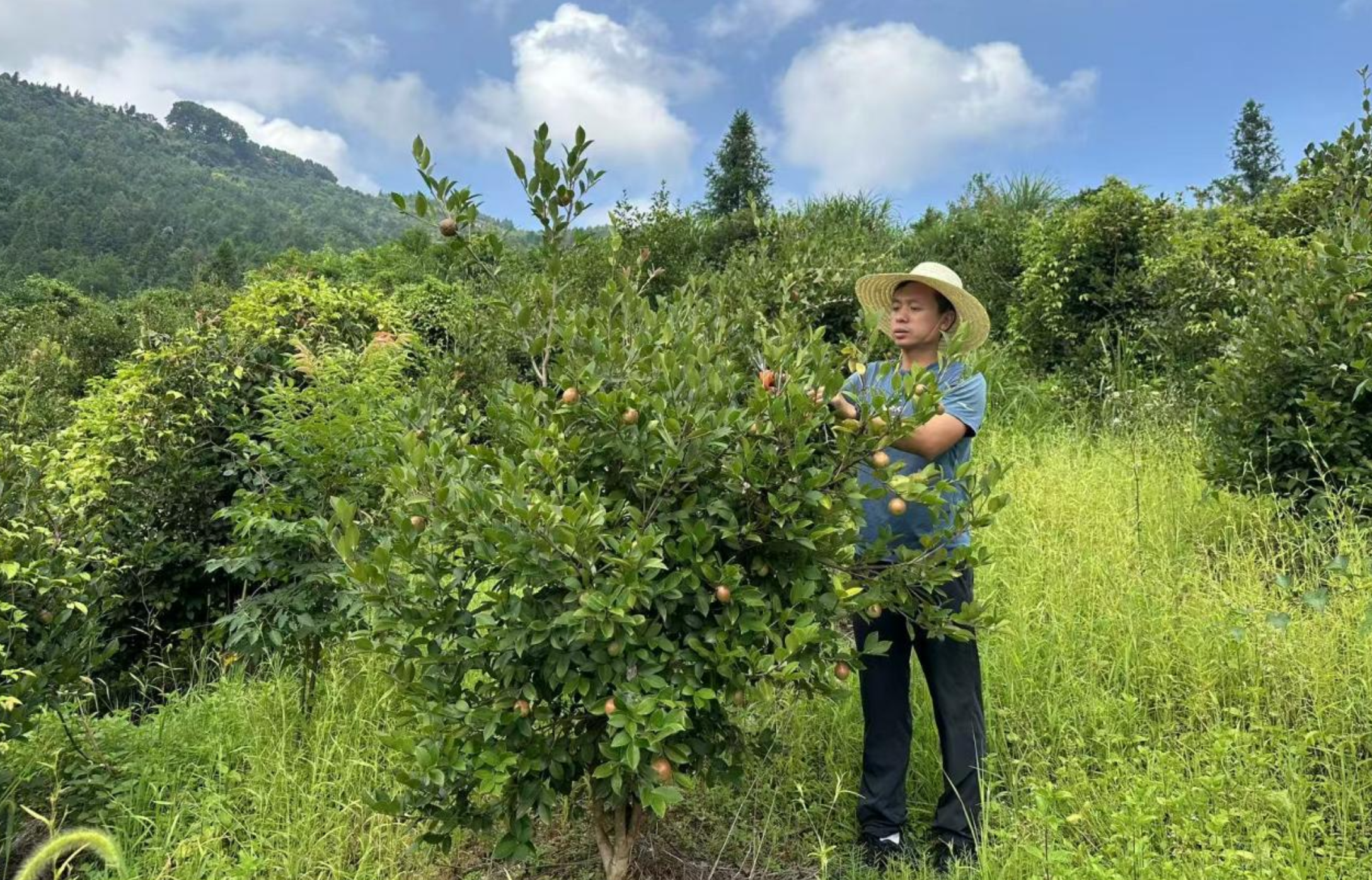 “油”此扎根 青山作答 ——一位退伍军人与一碗好油的八年长跑