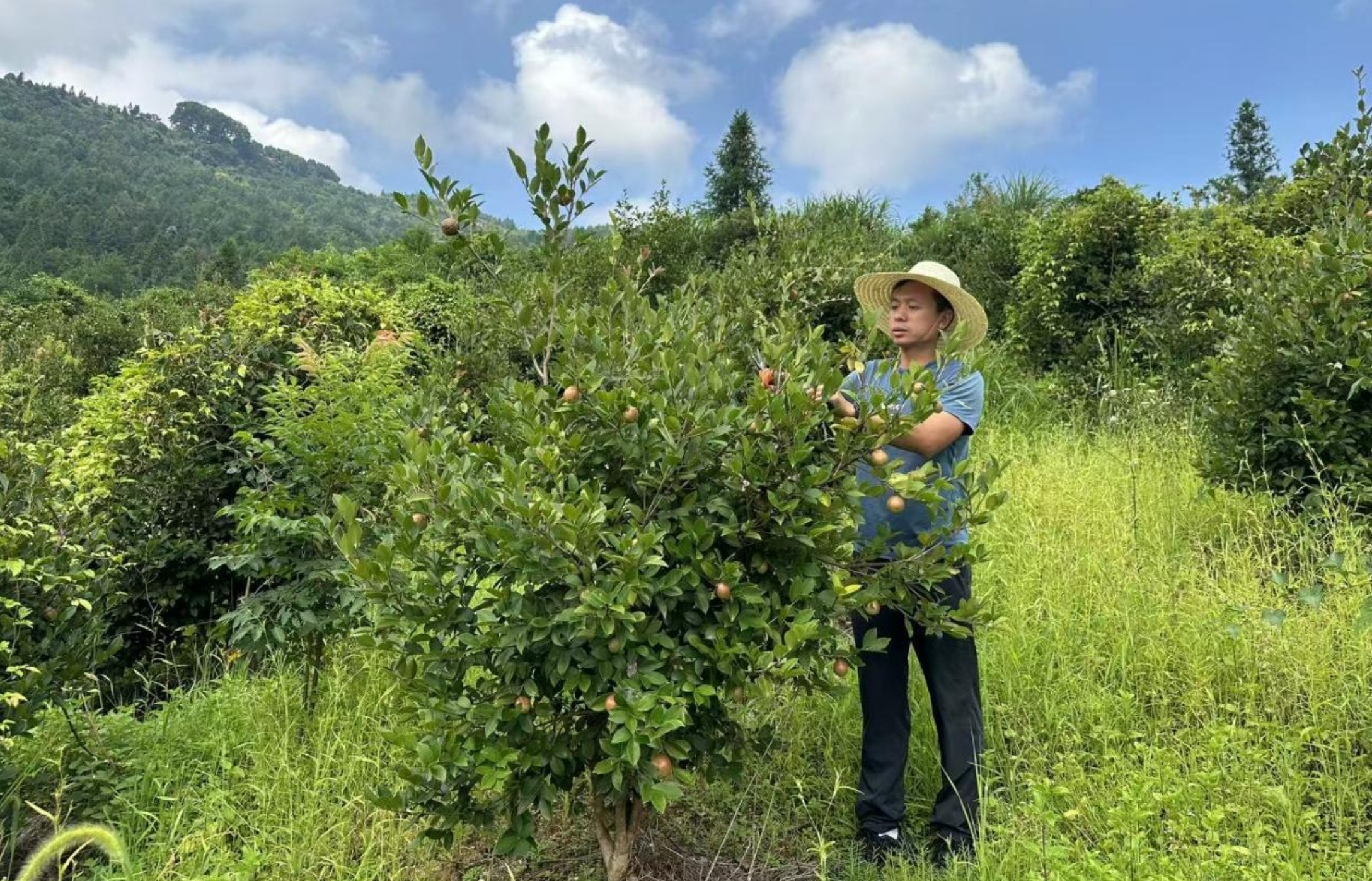 【保靖问道·人物志】“油”此扎根 青山作答 ——一位退伍军人与一碗好油的八年长跑