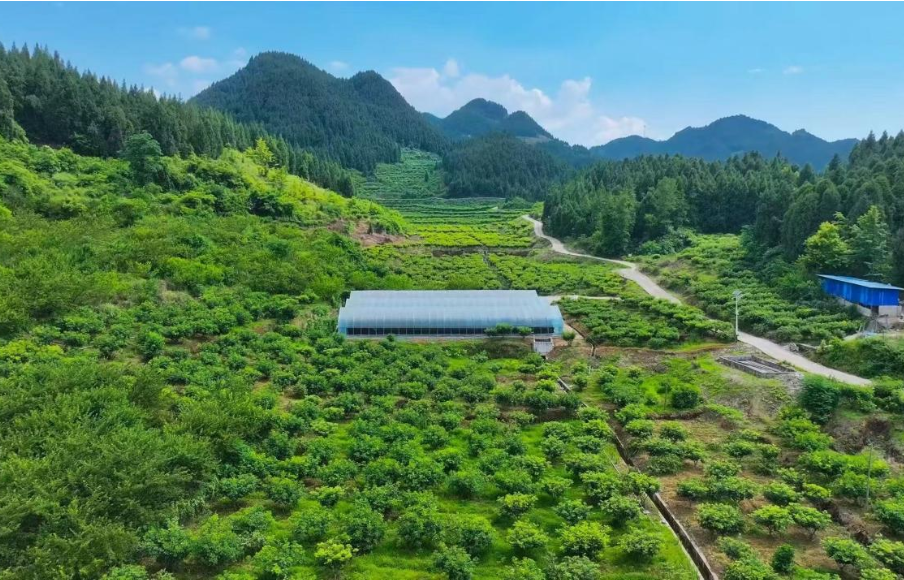 【保靖问道·人物志】王晓燕：大山深处“药香”浓  恋家“归雁”报春晖