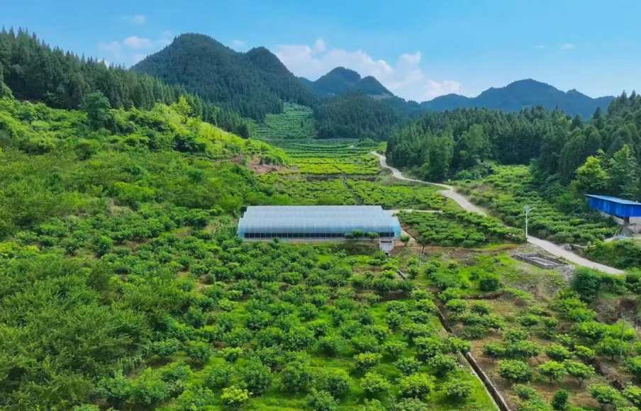 【保靖问道·人物志】王晓燕：大山深处“药香”浓  恋家“归雁”报春晖