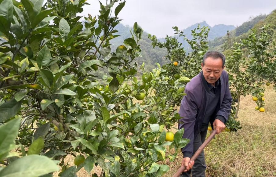 【保靖问道·人物志】他把荒山“绣”成了金 记复兴镇甘溪村党员致富带头人颜方和