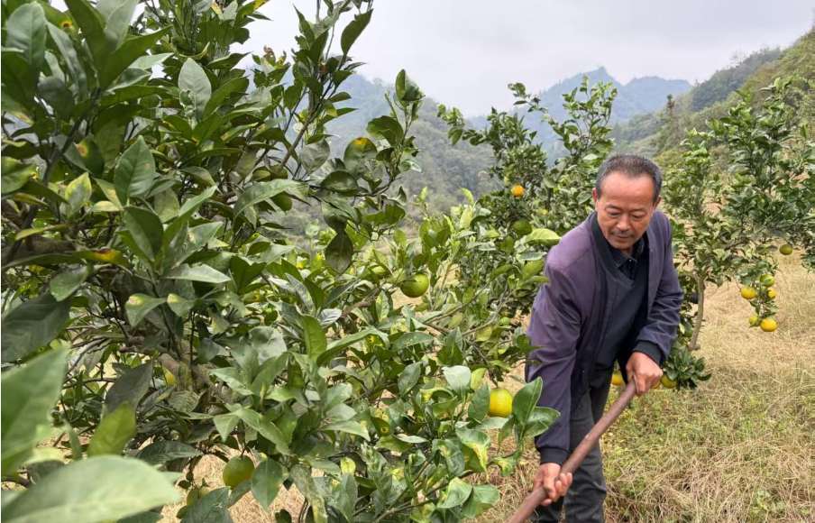 【保靖问道·人物志】他把荒山“绣”成了金 记复兴镇甘溪村党员致富带头人颜方和