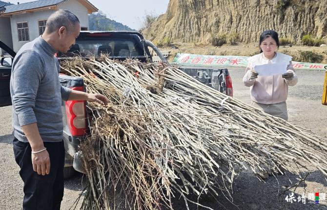 保靖县清水坪镇：新春送新苗 绿意暖乡村