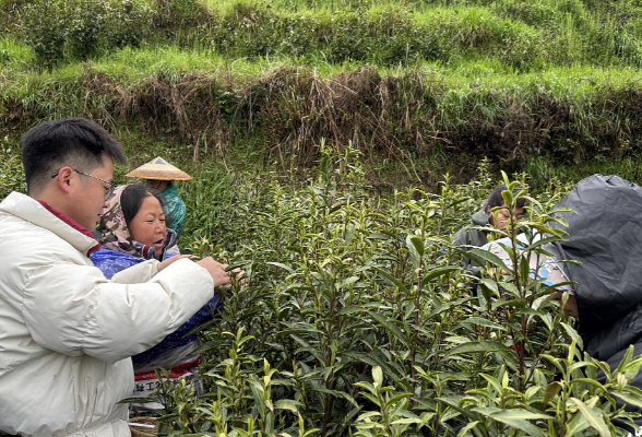 助农采茶正当时——县农业特色产业发展中心驻四十八湾村工作队助力春茶生产