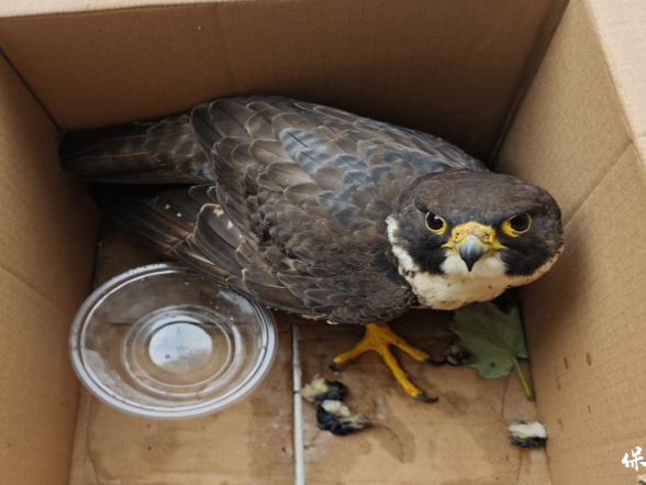 快速响应 暖心救护——国家二级野生保护动物游隼获妥善救治