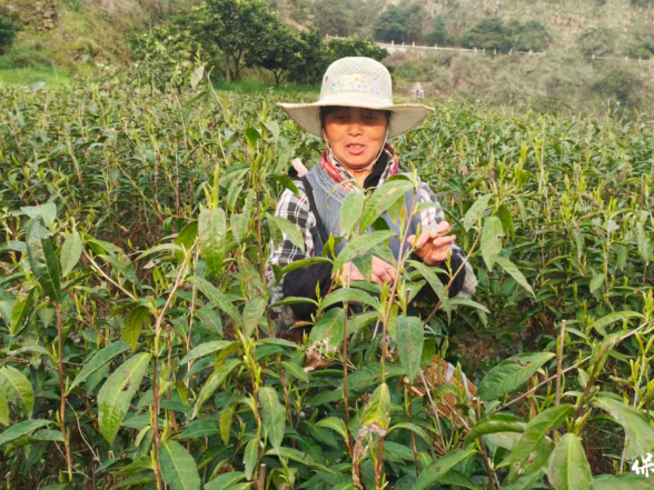 奋斗正当时 春耕绘新图——环白云山片区春耕生产一线见闻