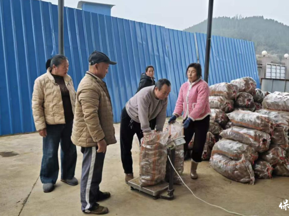 薯种启新耕 产业兴溪洲——小小红薯铺就乡村振兴致富路