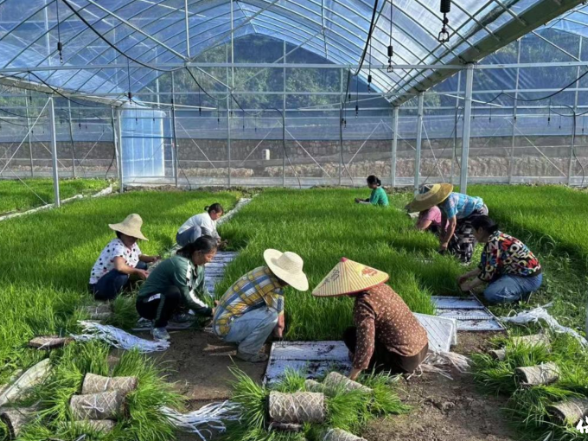 三村联建六村共享——凤巢山片区“产业联促”  绘就春耕新画卷