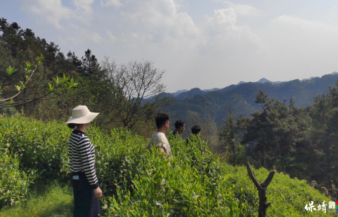 完善茶区配套强根基 助农增收振兴促发展——四十八湾村推进保靖黄金茶产业设施建设