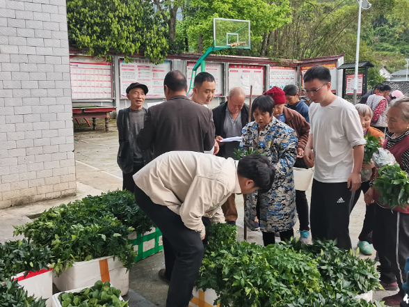 保靖县审计局：春耕生产  送苗进村促振兴