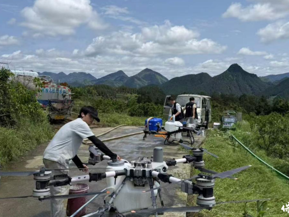 湘鄂黔渝十县联防联控 保靖万亩柑橘“飞防”收官