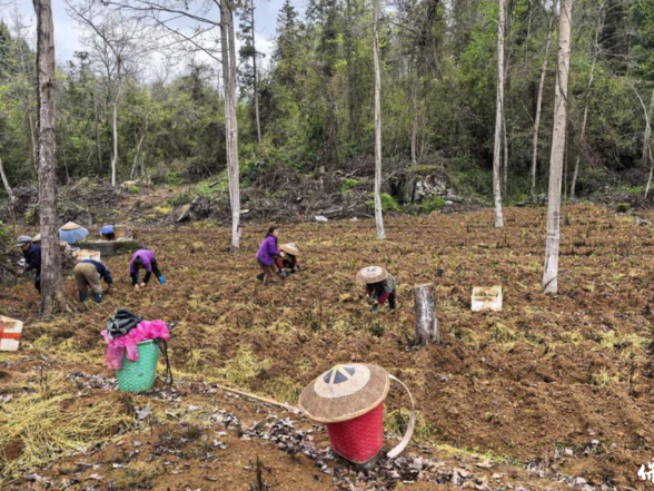 党建引领聚合力 组团发展启新程——长潭河乡强村公司以人力盘活赋能片区共富