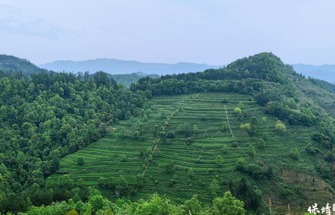 保靖县盘古峰黄金茶专业合作社获评2025年度省级生态农场