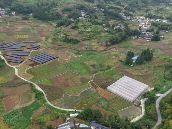 联农带富促振兴激活乡村振兴新动能  ——水银片区打造中药草育苗基地