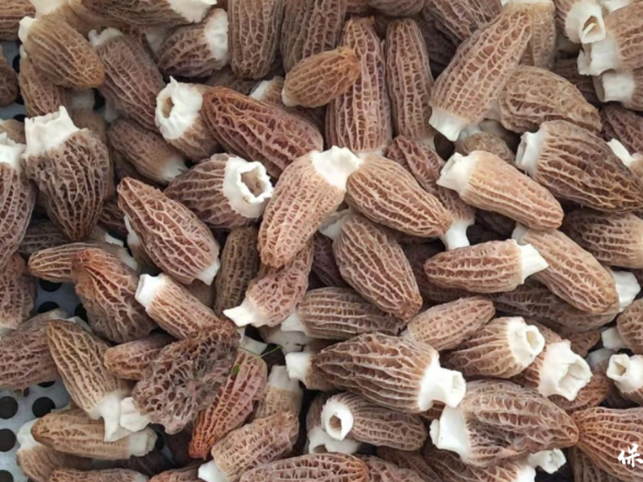 清水坪镇川河盖片区“春日惊喜”：腊洞村羊肚菌错峰丰收，“小切口”撬动产业提质升级