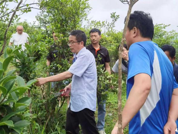 保靖县林业局：组团帮扶送农技 油茶兴产助振兴