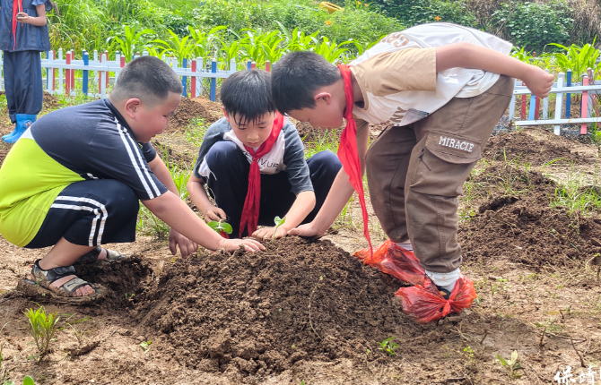 芒种学农耕 实践促成长——保靖县阳朝小学开展田间劳动教育活动