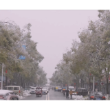 大通湖区：积雪压断树枝 紧急清理除隐患