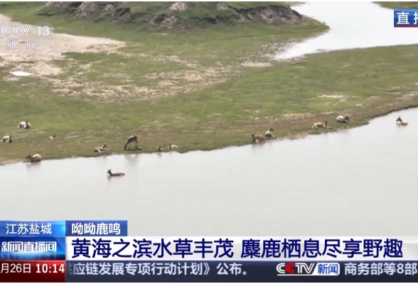 麋鹿回归中国40年 洞庭湖畔上演“鹿王争霸”