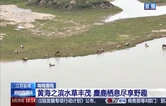 麋鹿回归中国40年 洞庭湖畔上演“鹿王争霸”