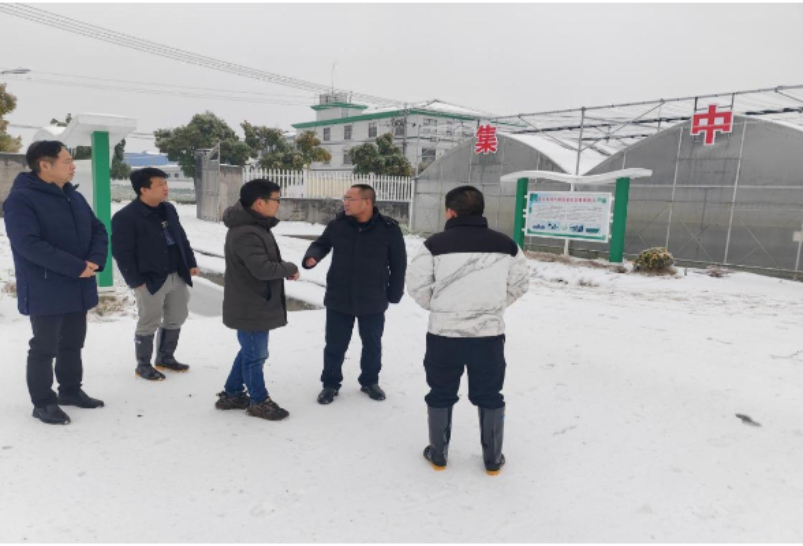 雪后农作物受损  区委委员、副区长刘文率农技人员下田“支招”开展减灾救灾工作