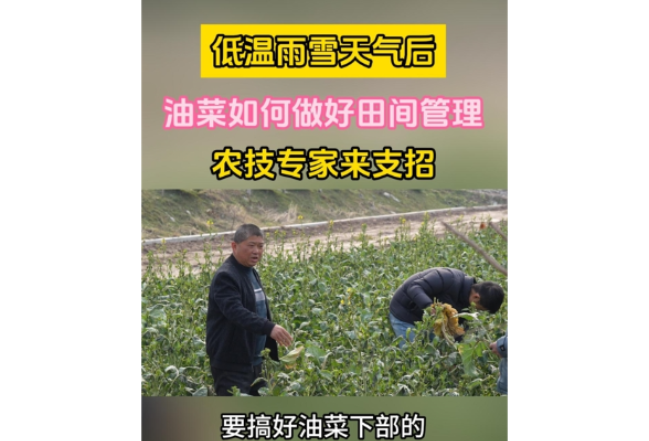 大通湖区农技专家在行动：确保全区13.8万亩油菜丰产丰收