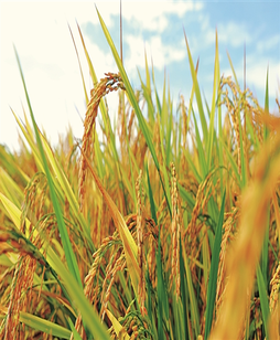 守住管好“洞庭粮仓”