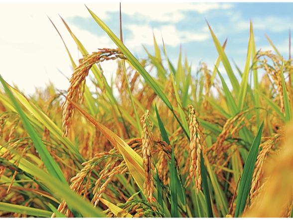 守住管好“洞庭粮仓”