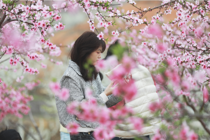 骥村镇：桃李争妍迎客来 农旅融合促增收