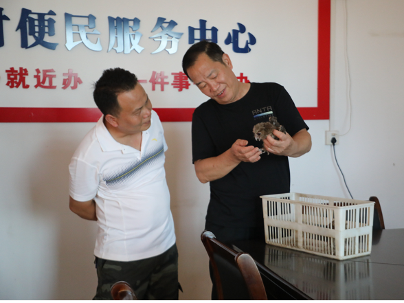 新田政民接力救助领角鸮 生态改善绘就人鸟和谐新图景