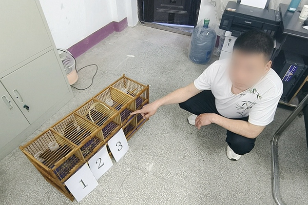 嫌疑人指認捕獲的畫眉鳥_副本.jpg 嫌疑人指認捕獲的畫眉鳥_副本.jpg