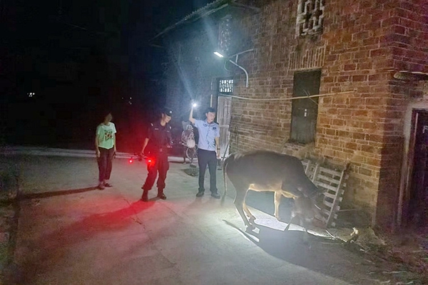 民警为村民找回走失母牛及产下牛崽。_副本.jpg