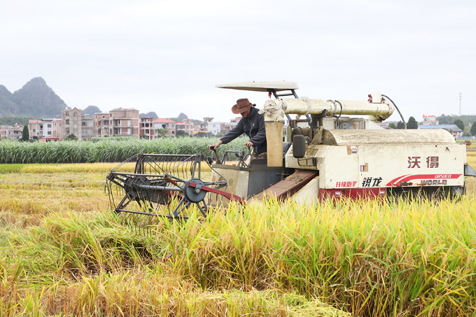 新田：金秋时节稻谷黄 田间测产“量”丰收