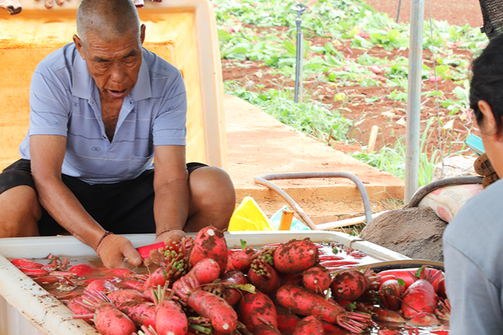 骥村镇黄栗山村：发展红皮萝卜产业 铺开乡村振兴好“钱”景